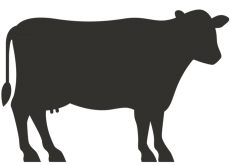 Full Cow